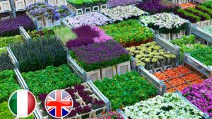 Floricoltura